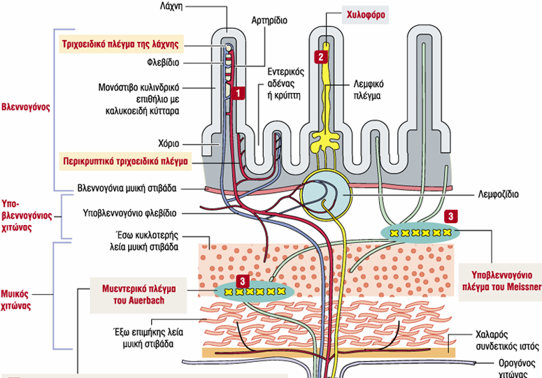 Μικροκυκλοφορία λεπτού εντέρου σημαντικός ο υποβλεννογόνιος χιτώνας, Δύο τριχοειδικά δίκτυα : - Τριχοειδικό