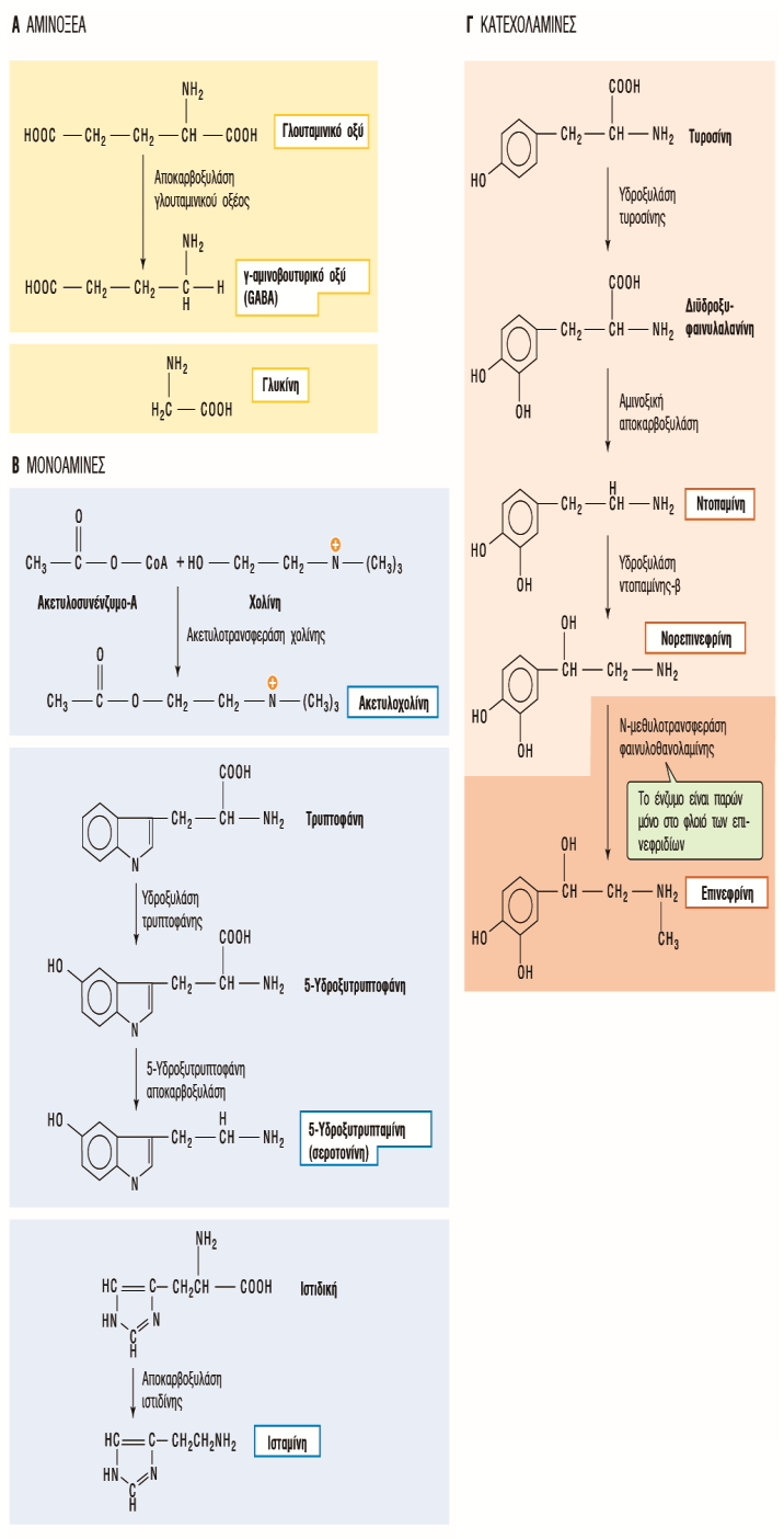 ΔΙΑΒΙΒΑΣΤΕΣ ΜΙΚΡΟΥ ΜΟΡΙΑΚΟΥ ΒΑΡΟΥΣ Ακετυλοχολίνη Βιογενείς αμίνες Ντοπαμίνη