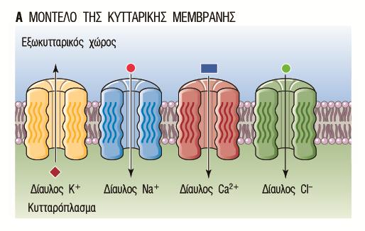 Δίαυλοι που προσδένουν διαβιβαστή Οι επιδράσεις εξαρτώνται από