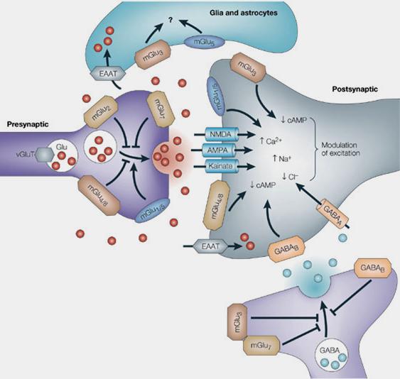 Συναπτική θέση και λειτουργία των GluR Προσυναπτικοί mglur τροποποιούν την απελευθέρωση Glu Μετασυναπτικοί mglur