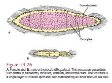 Μεσόζωα Βλεφαριδοφόρα, σκωληκοειδή ζώα Απλό επίπεδο οργάνωσης Μικροσκοπικά (τα περισσότερα 0,5-7mm), αποτελούνται από 20-30 κύτταρα τοποθετηµένα σε δύο στοιβάδες (όχι