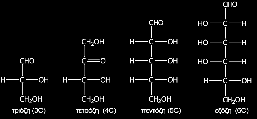 Οι υδατάνθρακες ή σάκχαρα ταξινομούνται με βάση το μέγεθος του μορίου τους σε τρεις κατηγορίες: Μονοσακχαρίτες ή απλά σάκχαρα που δεν μπορούν να υδρολυθούν σε απλούστερα σάκχαρα μικρότερου μοριακού