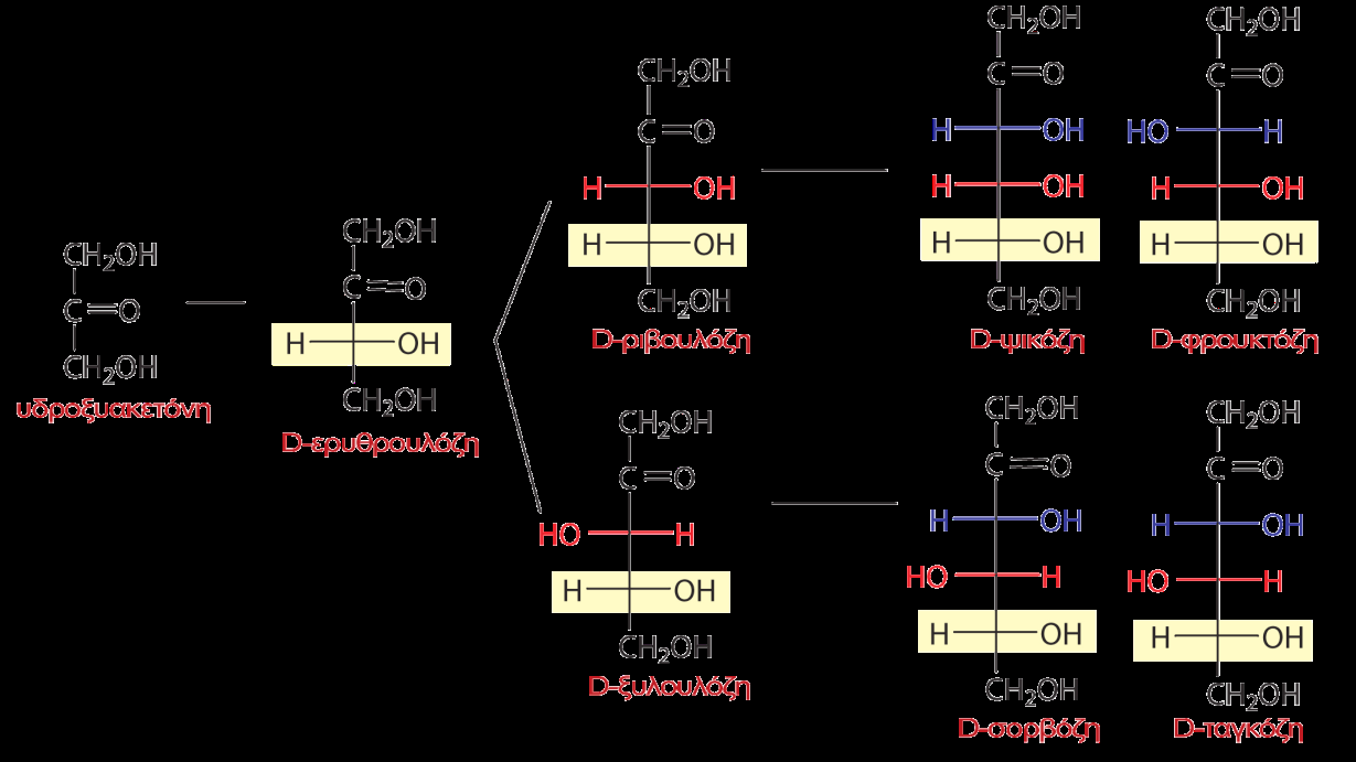 Σχήμα 20.1 Δομές D-αλδοζών Σχήμα 20.2 Δομές D-κετοζών Οι μονοσακχαρίτες που διαφέρουν μόνο στη θέση ενός ΟΗ ονομάζονται επιμερή.