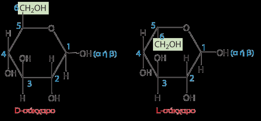 Ομοίως η φρουκτόζη σχηματίζει πενταμελή κυκλικό δακτύλιο από την αντίδραση του ΟΗ του C-5 με την κετονομάδα (C=O). Στην κυκλική μορφή της φρουκτόζης ο ανωμερικός άνθρακας είναι ο C2.