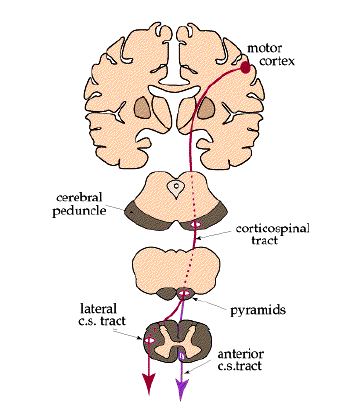 Πυραμιδικό σύστημα: Τα κύτταρα της πρόσθιας κεντρικής έλικας και παρακειμένων περιοχών μετωπιαίου και βρεγματικού λοβού (κινητικός φλοιός) Οι νευράξονες σχηματίζουν το πυραμιδικό δεμάτιο -