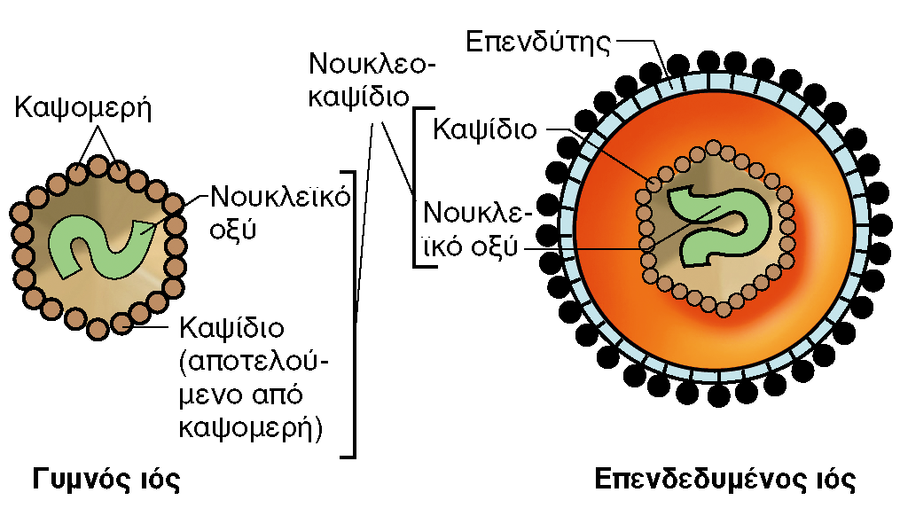 ΓΥΜΝΟΙ ΚΑΙ ΕΠΕΝΔΕΔΥΜΕΝΟΙ ΙΟΙ Επενδεδυμένοι ιοί: νουκλεοκαψίδιο μέσα σε μεμβράνη (συνήθως διπλοστιβάδα λιπιδίων με ειδικές ιικές