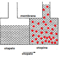 3. REVERZNA OSMOZA 3.1. Osmoza Osmoza je proces difuzije otapala u otopinu kroz polupropusnu membranu.