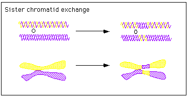 Ανταλλαγές μεταξύ αδελφών χρωματίδων Sister Cromatid Exchanges (SCEs) Οι SCEs είναι η ανταλλαγή γενετικού υλικού μεταξύ ομόλογων περιοχών των δύο αδελφών χρωματίδων.