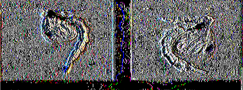 1.2.3. Νύμφη Οι νύμφες είναι χαρακτηριστικά κυρτές (μοιάζουν με κόμμα) και ζουν και αυτές μέσα στο νερό.