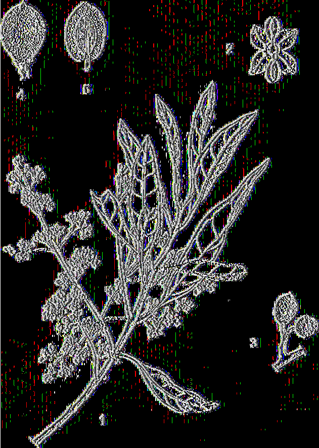 Εικόνα 1: 1 :Βλαστός με φύλλα και άνθη 2:Άνθος 3:Ταξικαρπία 4:Καρπός 5:Τομή καρπού, όπου