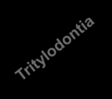 Τριαδικό Thrinaxodon-