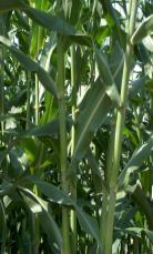 Αποδόσεις σε μεθάνιο PABR HRT (d) CH 4 (%) Yield ( LCH 4 /kg TS) 20 64.4 ± 2.0 25.2 15 64.9 ± 1.8 31.2 10 63.