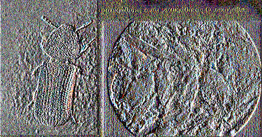Εικόνα. Ακμαίο R. dom inica Εικόνα 21. Σιτάρι σοβαρά προσβεβλημένο από ακμαία άτομα R. dom inica 3.