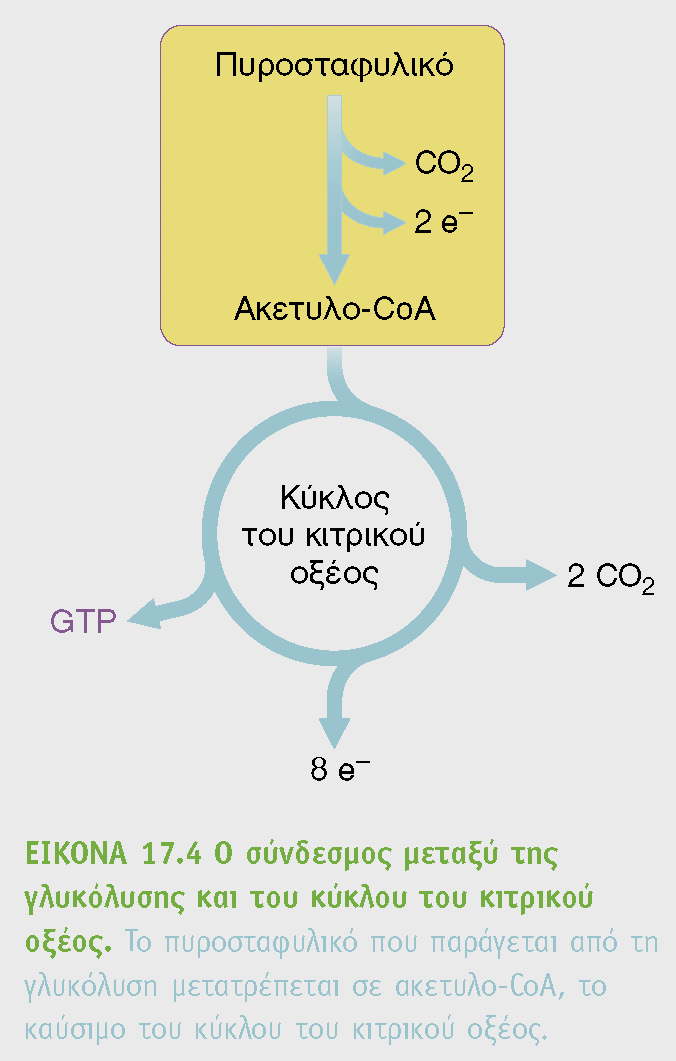 Πυροσταφυλικό + CoA + NAD + ακετυλο-coa + CO 2 + NADH Ο κύκλος του ΚΚΟ οξειδώνει μονάδες 2 ατόμων άνθρακα Το ακετυλο-coa είναι το καύσιμο του ΚΚΟ Το πυροσταφυλικό μεταφέρεται με έναν αντιμεταφορέα