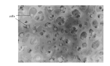 Ενθυλάκωση βιομορίων σε ημιπερατά υλικά Φυσική προσρόφηση / διάχυση του ΒΙΟΜΟΡΙΟΥ σε μικροπορώδη ΦΟΡΕΑ ΦΟΡΕΑΣ : νανοσωματίδια CaCΟ 3, sol-gel, μεμβράνες