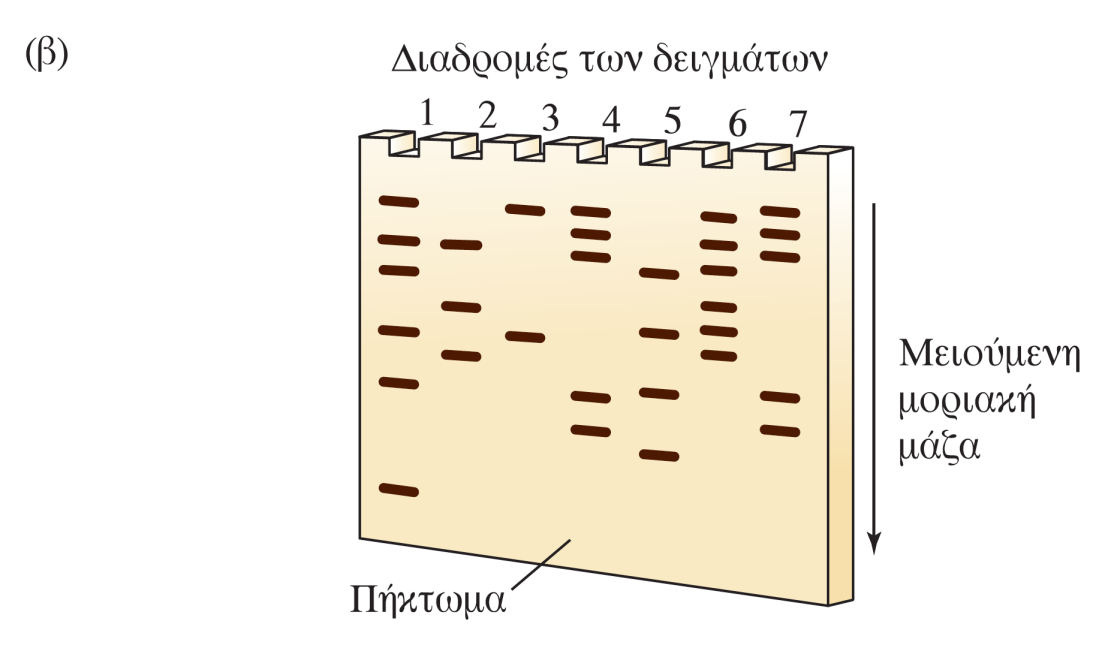 Ηλεκτροφόρηση σε πήκτωμα (β) Τα κομμάτια DNA που περιέχει κάθε δείγμα έχουν διαχωριστεί με βάση το μοριακό τους βάρος και εμφανίζονται με τη μορφή διακριτών ζωνών.