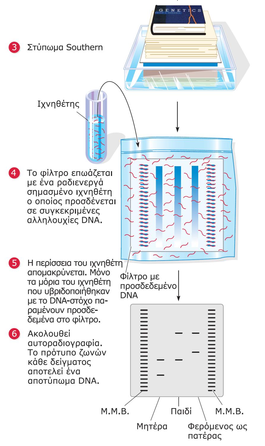 πατρότητας. (Μ.Μ.Β.