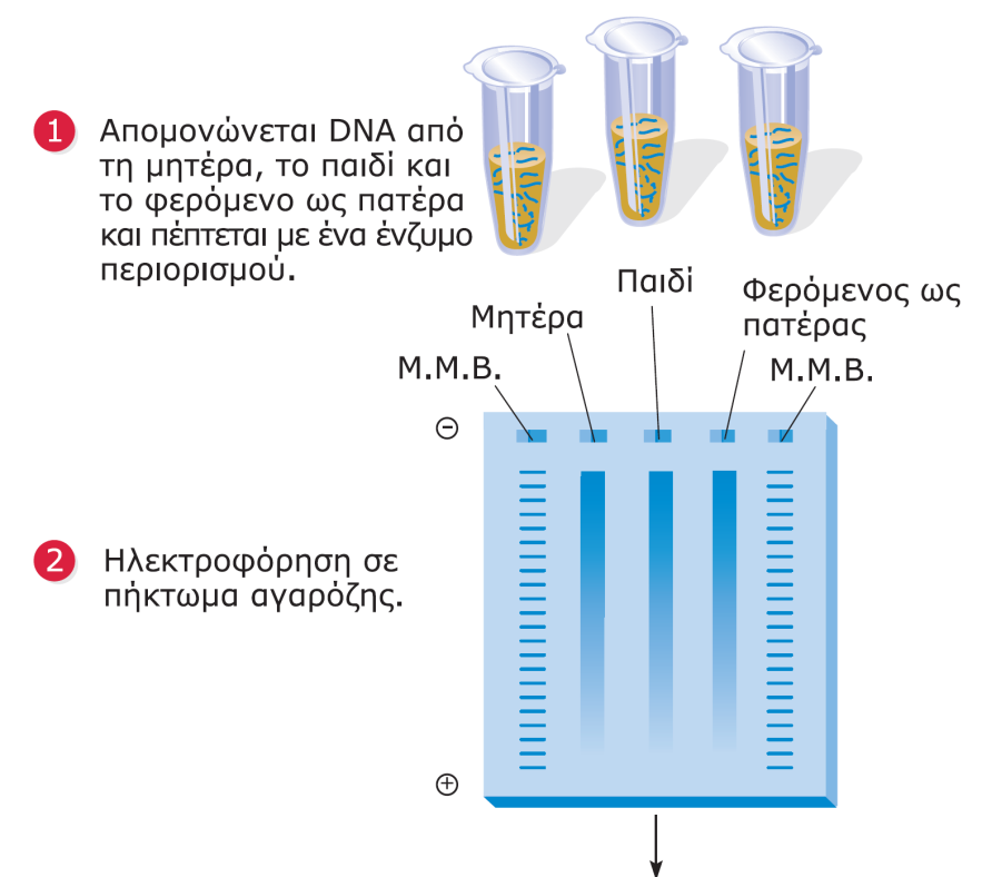 Αποτύπωμα DNA με