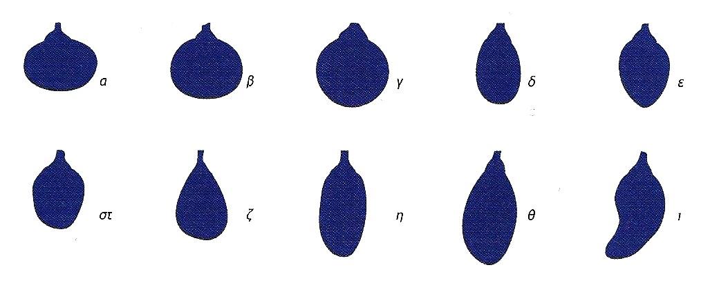 1.1.1.2 Μήκος Με κριτήριο το μήκος, η ράγα χαρακτηρίζεται ως πολύ μικρού μήκους (μέχρι 10 χιλ.), μικρού μήκους (10-17 χιλ.), μέτριου μήκους (17-24 χιλ.), μεγάλου μήκους (24-31 χιλ.