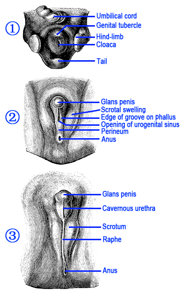 Έξω γεννητικά όργανα-1 Επίδραση των ανδρογόνων στη διαφοροποίηση των έξω γεννητικών οργάνων Genital phyma penis Urethral sulcus