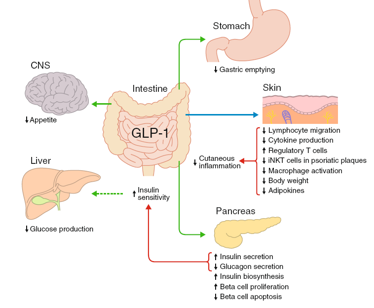 Glucagon-like peptide-1 (GLP-1) receptor agonists, obesity and