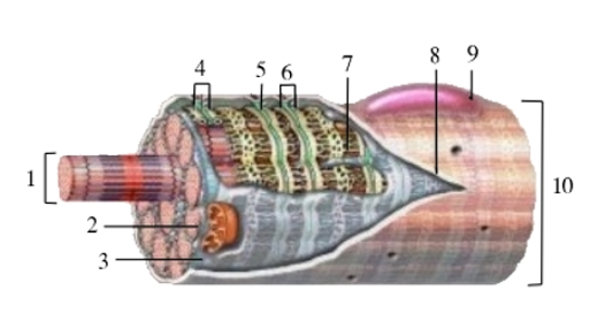 cubitus, radius,8 oase carpiene, 5 metacarpiene, 14 falange) - centură pelvină (coxale, sacrum) și membrul inferior liber (femur, tibie, peroneu, 7 oase tarsiene, 5 metatarsiene, 14 falange).