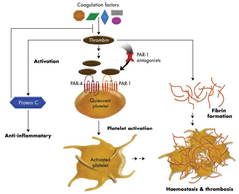 PAR-1 antagonists X Direct Thrombin Inhibitors