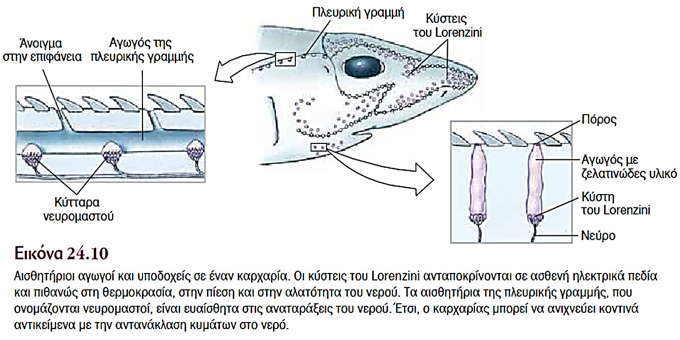 Αισθητήριοι αγωγοί και υποδοχείς 71 Ενότητα 3η.