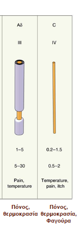 Οι ώσεις από τους αλγοϋποδοχείς μεταδίδονται με δύο τύπους ινών (1 ος νευρώνας) Ίνες (εμμύελες) Αδ διάμετρος: 2-5μm, ταχύτητα αγωγής: 12-35 m/sec Στο ΝΜ απελευθερώνουν νευροδιαβιβαστή
