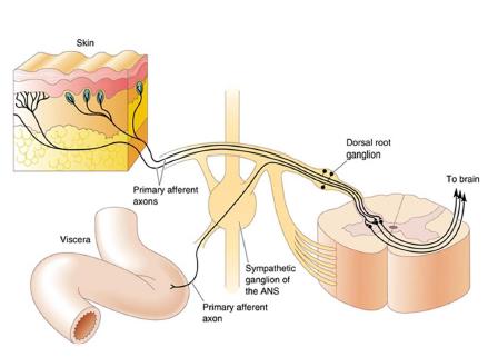 Η αίσθηση του σπλαχνικού πόνου ακολουθεί τις συμπαθητικές προσαγωγές ίνες ενώ η αισθητικότητα των σπλάχνων (π.χ. κόρος) ακολουθεί τις ίνες του παρασυμπαθητικού.