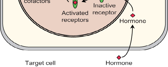 FIGURE 1.13 General scheme of steroid hormone action. Steroid hormones penetrate the plasma membrane and bind to intracellular receptors in the nucleus or cytoplasm.