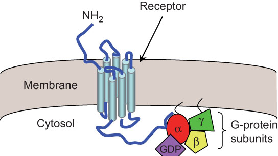FIGURE 1.16 An unactivated G-protein coupled receptor. The seven transmembrane alpha helices are connected by three extracellular and three intracellular loops of varying length.