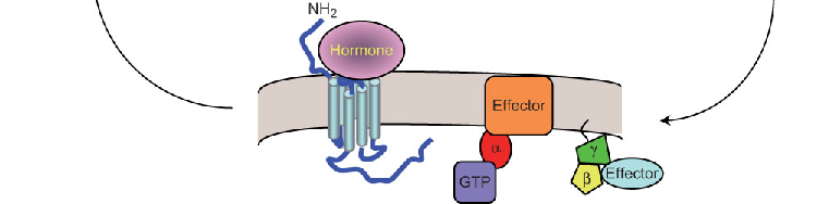 FIGURE 1.17 Activation of G-protein coupled receptor. (I) Resting state.