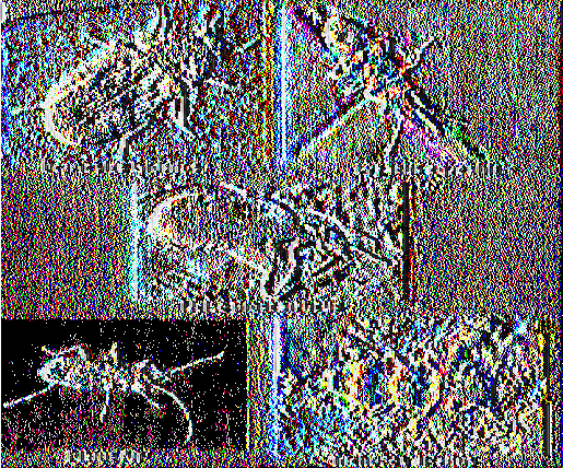 ΚΕΦΑΛΑΙΟ 3 ΚΟΑΕΟΠΤΕΡΑ ΣΕ ΟΙΚΙΑΚΟΥΣ ΧΩΡΟΥΣ Εικόνα 1.1: Διάφορα είδη κολεόπτερων (1ιΙΐρ5://\ν\ν\ν. οο 1ε^ι /ΐΓη 1ιρ?