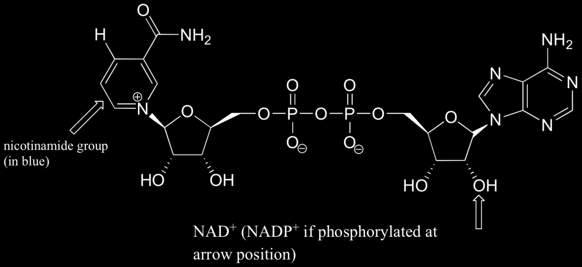 NAD + και FAD Σημαντικά παράγωγα δινουκλεοτιδίων ΝΑD(P) + Νουκλεοτίδιο νικοτιναμιδίου (μορφή βιτ.β3)+αμρ FAD ριβοφλαβίνη (βιτ.