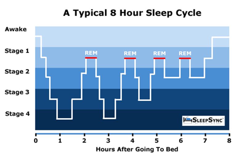 Φυσιολογία του ύπνου Στον πρώτο κύκλο: στάδιο 1: 1-7 min στάδιο 2: 10-25 min στάδιο 3 και 4: 70-90 λεπτά REM : 1-5 min