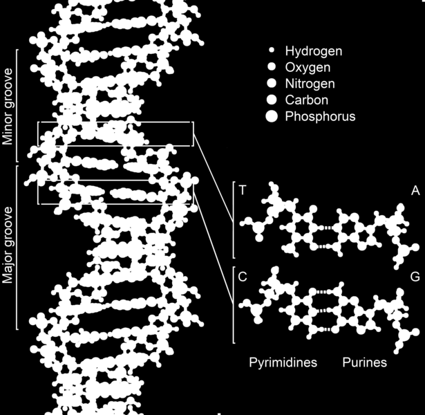 Kazalo 1 Uvod 2 2 Koda za prepoznavanje parjenja baz na atomski skali 3 2.1 Molekularne konstrukcije s pomočjo DNA..................... 3 2.2 RNA in PNA.