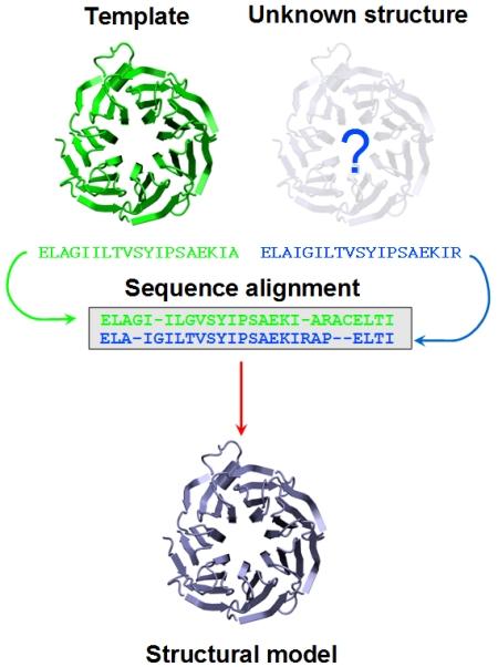 πρωτεΐνη στόχος (target sequence) άγνωστης δομής πρωτεΐνη πρότυπο (template sequence) γνωστής δομής στόχος - πρότυπο: