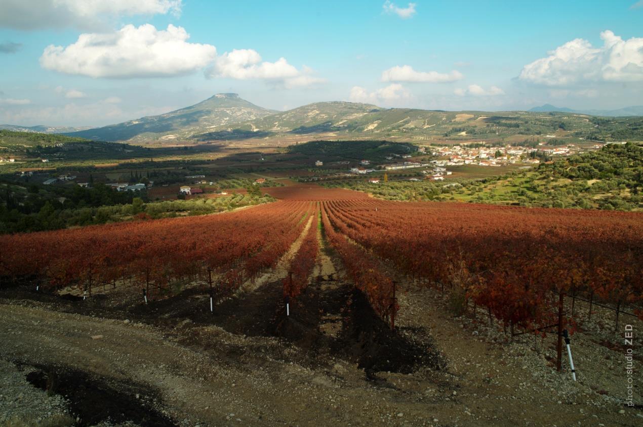 where viniculture continues non-stop for 3,500 years.