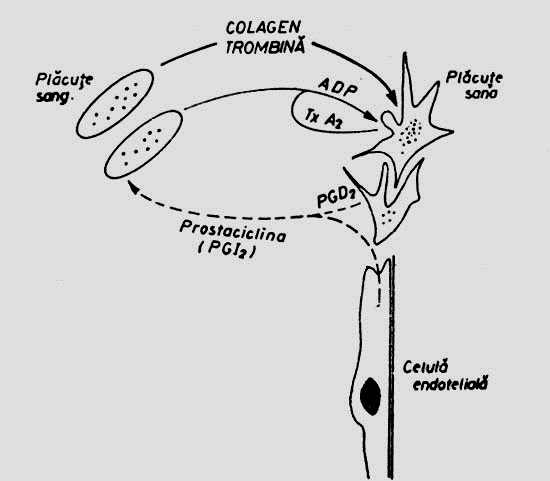Schema activării plăcuţelor sanguine prin contactul cu fibrele de colagen sau cu trombina.