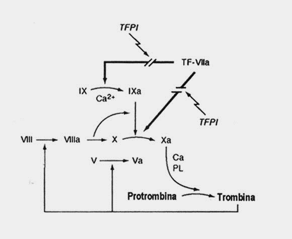 Contribuţia complexului TF VIIa şi calea inhibitorie a factorului tisular la coagulare(tepi).