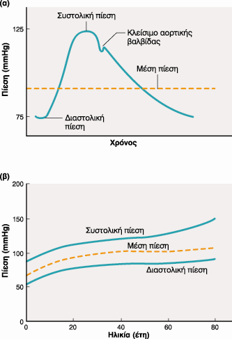 Η μέγιστη πίεση (στην αορτή η στις μεγάλες αρτηρίες) Κατά την κοιλιακή συστολή= Συστολική Πίεση(125mmHg) Η ελάχιστη πίεση πριν την κοιλιακή εξώθηση = Διαστολική Πίεση (75mmHg) Συστολική(125)