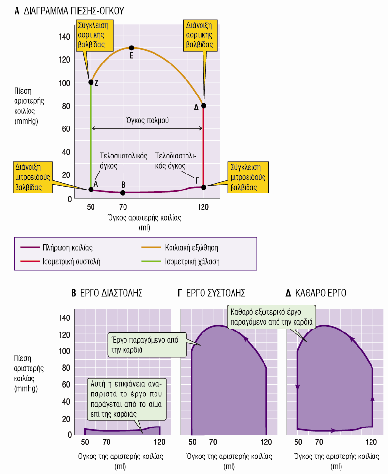 Διάγραμμα Πίεσης Όγκου Κατά τον Καρδιακό Κύκλο Τελοδιαστολικός Όγκος : 120 ml (Προφορτίο) Τελοσυστολικός Όγκος: 50ml 120-50= 70ml : Όγκος Παλμού(SV) Αριστερή Κοιλία Πλήρης Καρδιακός Κύκλος Έργο