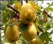 Quince ayva Gutuie Κυδώνι