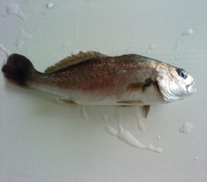 2.1.3 Βιολογία και εκτροφή κρανιού (Meagre, Argyrosomus regius) 2.1.3.1 Φυσικό περιβάλλον και βιολογία Ο κρανιός (Argyrosomus regius) συναντάται από τη Νορβηγία μέχρι τη Σενεγάλη στον Α.