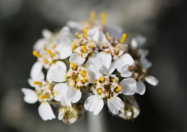 Achillea ambrosiaca