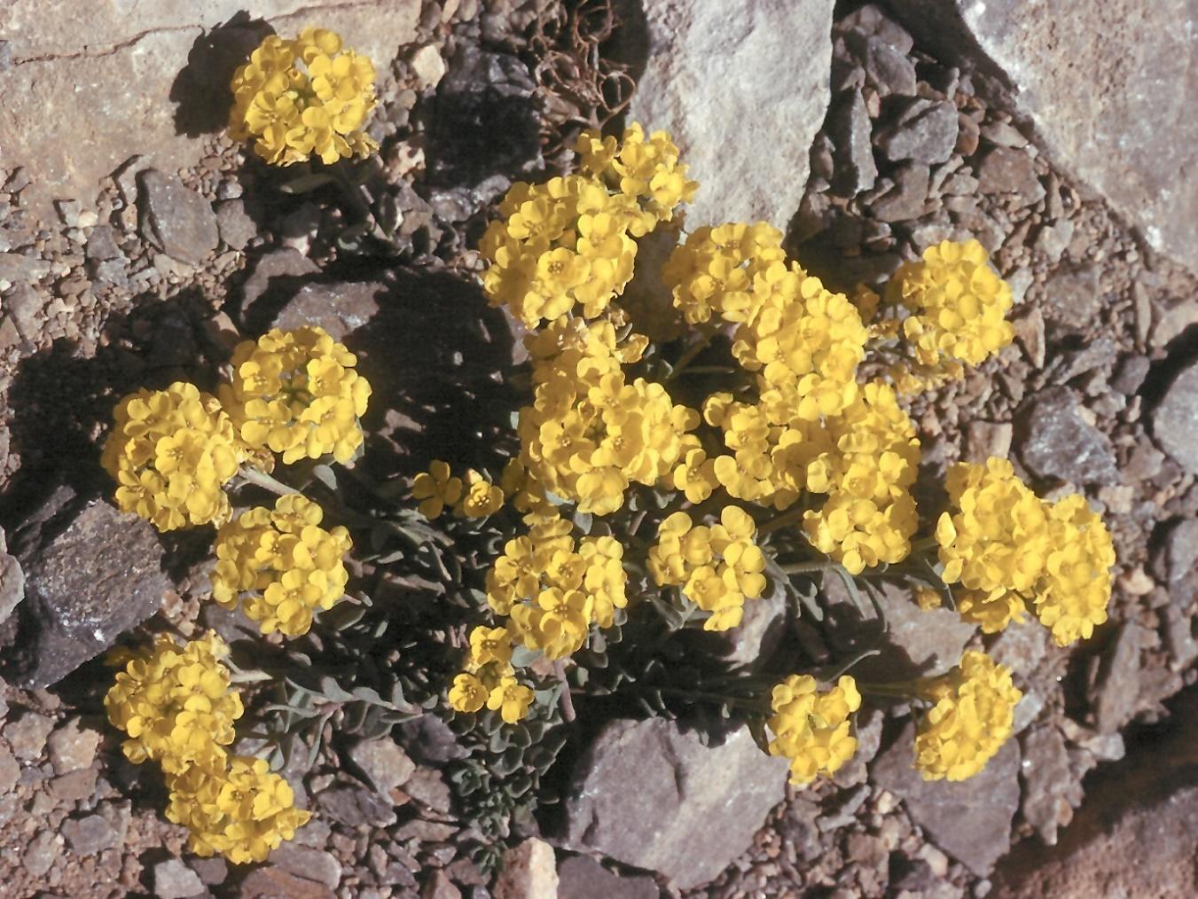 Alyssum handelii