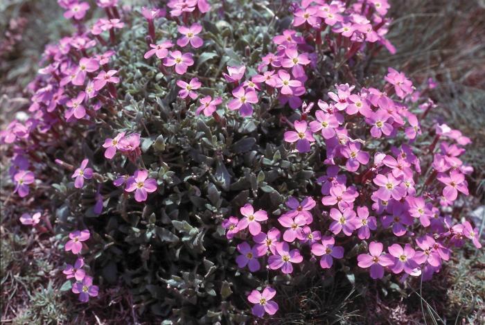 Aubrieta thessala