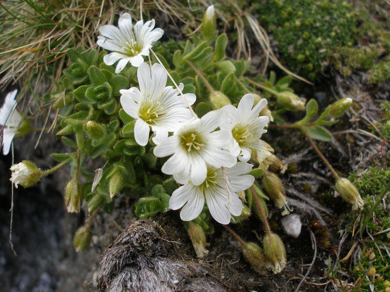 Cerastium theophrasti