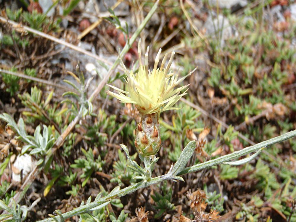 Centaurea
